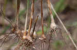 Great plains flatsedge